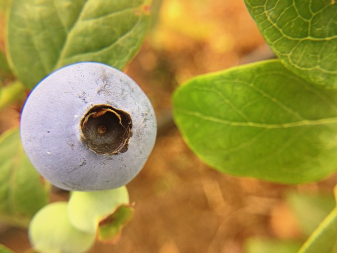 蓝莓视频-自然风光视频